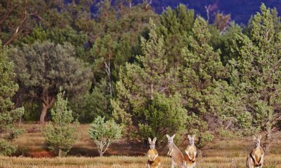 Experience Abercrombie & Kent’s New Outback Air Safari