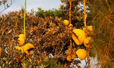 A Sparkling Evening with Pommery at Sculpture by the Sea